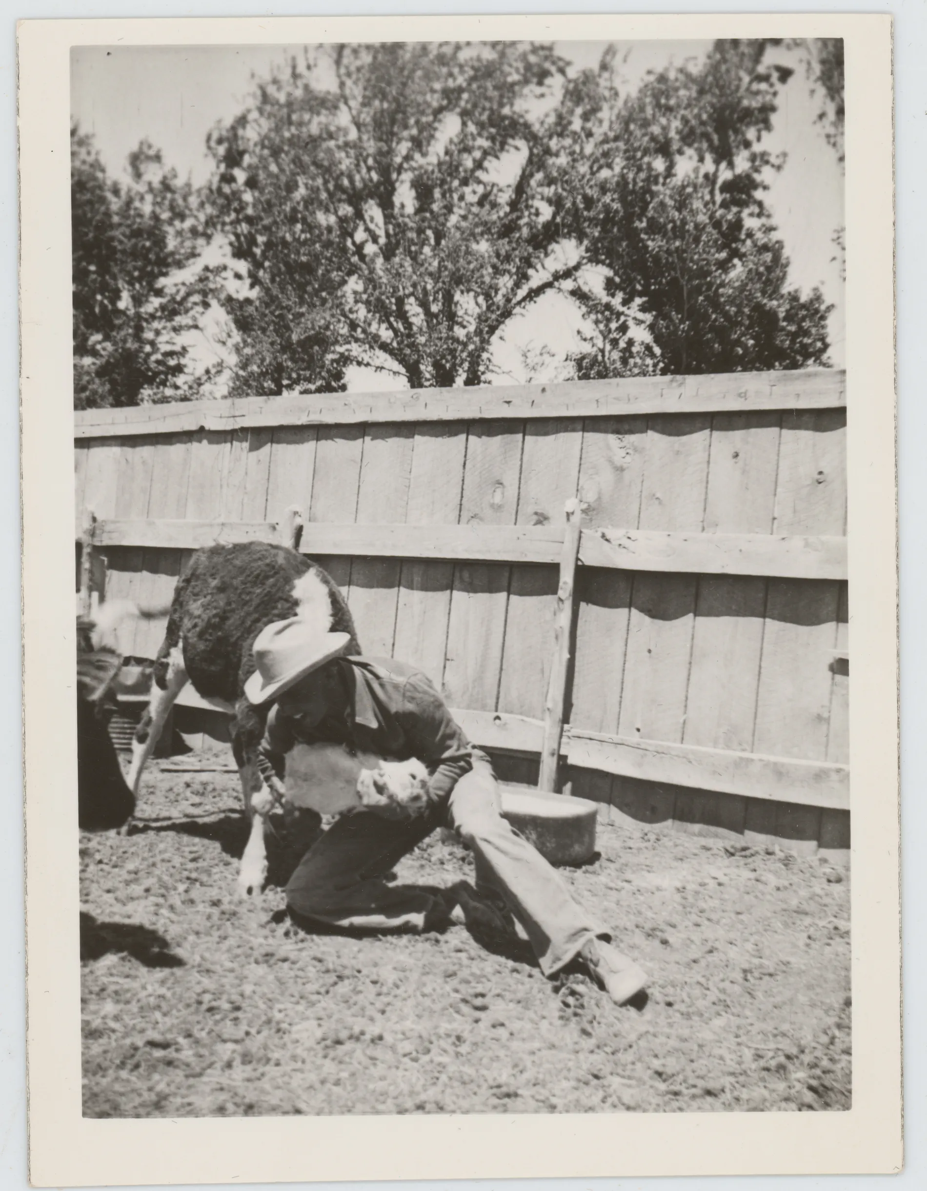 This photograph depicts Oscar Allison wrestling a Hereford calf in a fenced enclosure.