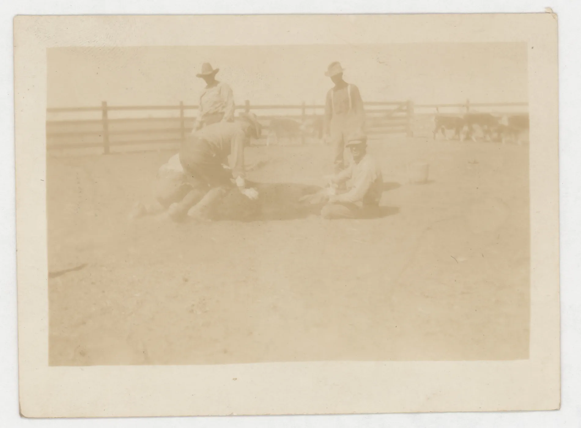 This photograph depicts five men participating in a cattle branding. None of the men are identified, but it is supposed that one of them, them man kneeling on the cow being branded, may be Sam McKinstry.
