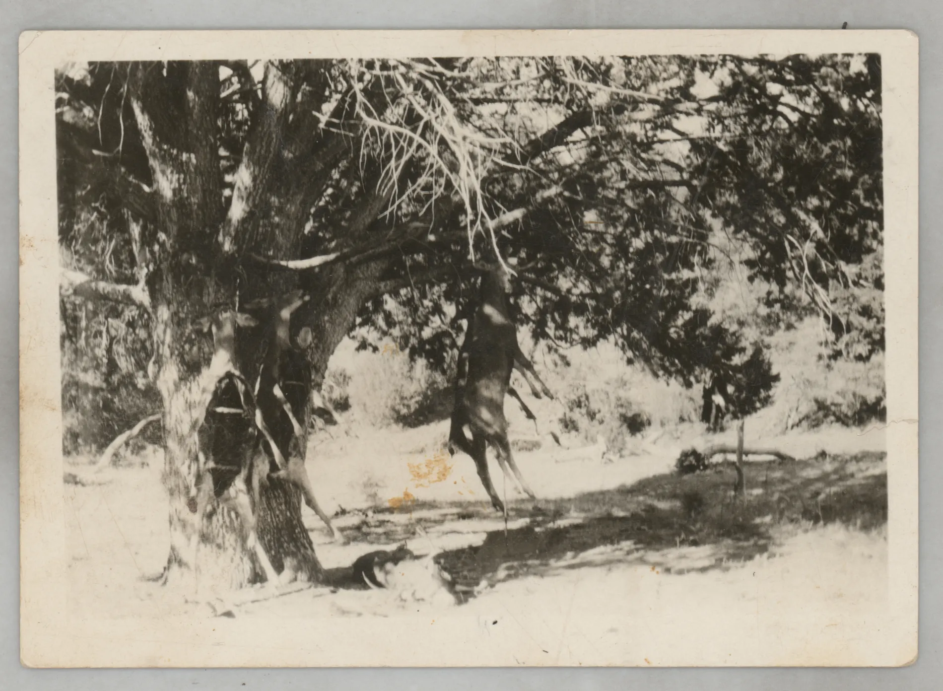 This photograph depicts several hunted deer hanging from a tree. It is possible this photograph is from a hunting trip of Austin Swann.