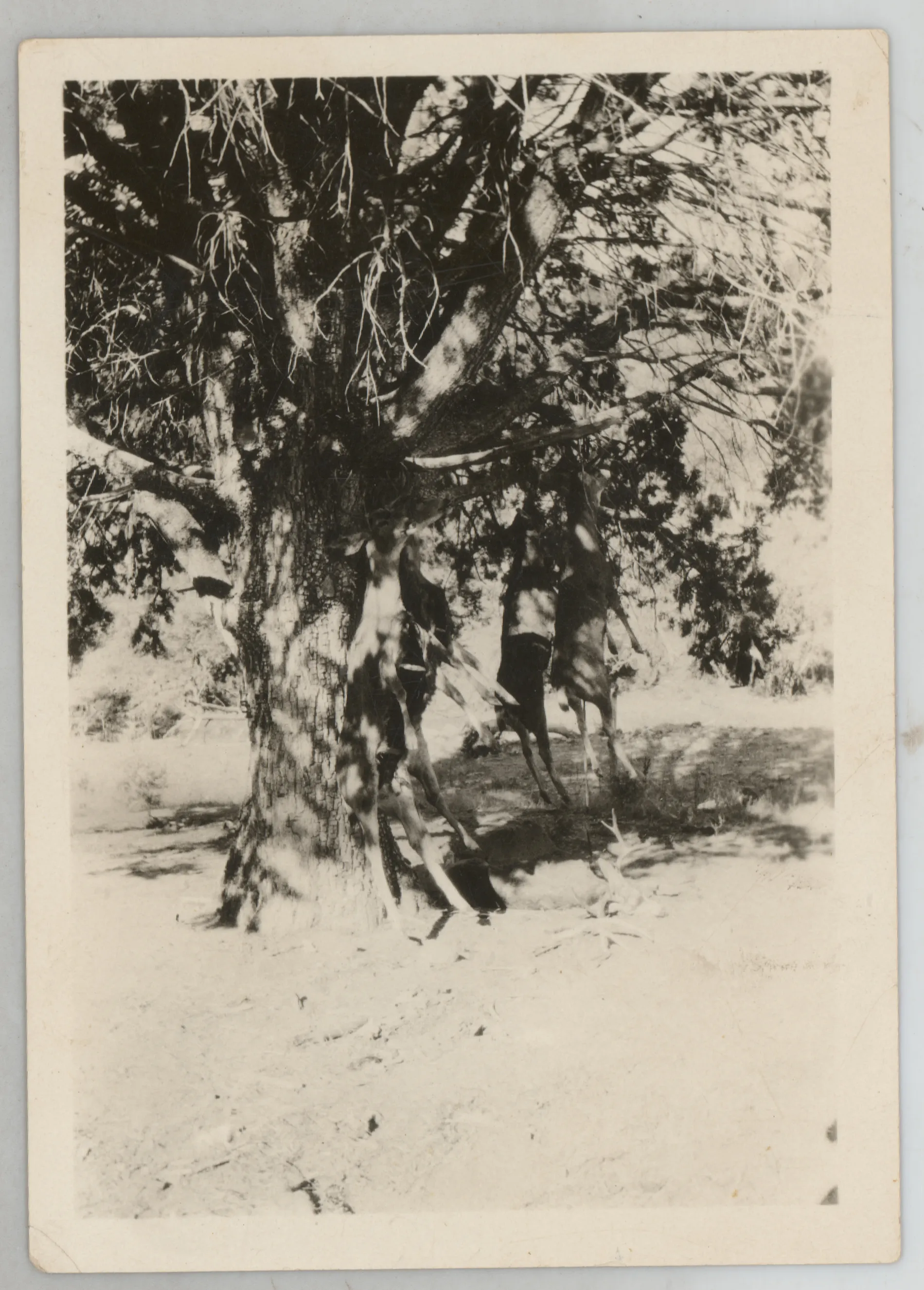 This photograph depicts several hunted deer hanging from a tree. It is possible this photograph is from a hunting trip of Austin Swann.
