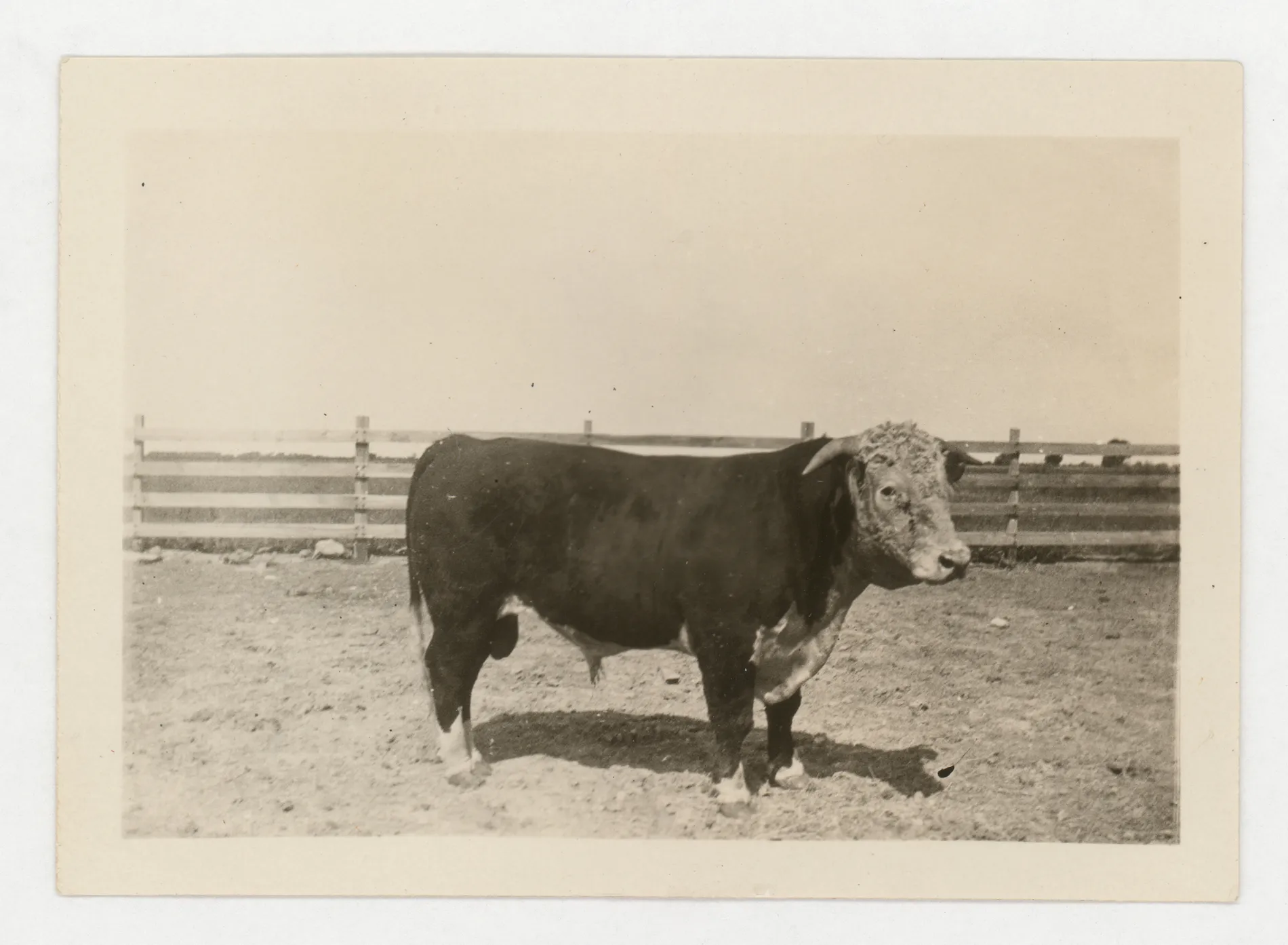 This photograph depicts a fullblood Hereford steer owned by Sam McKinstry.