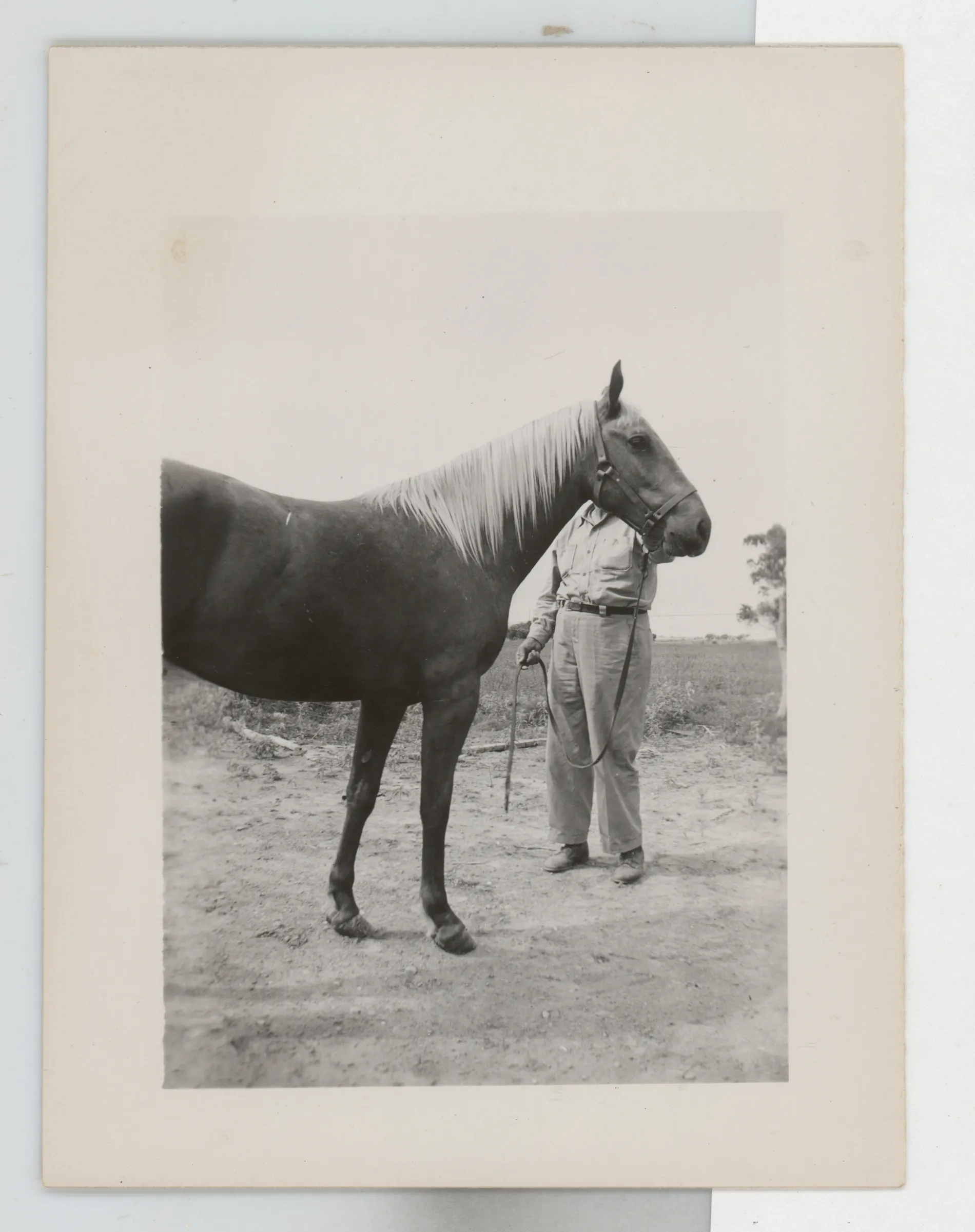 This photograph depicts an unidentified man standing behind a horse. The verso of this image has Sam McKinstry's name.