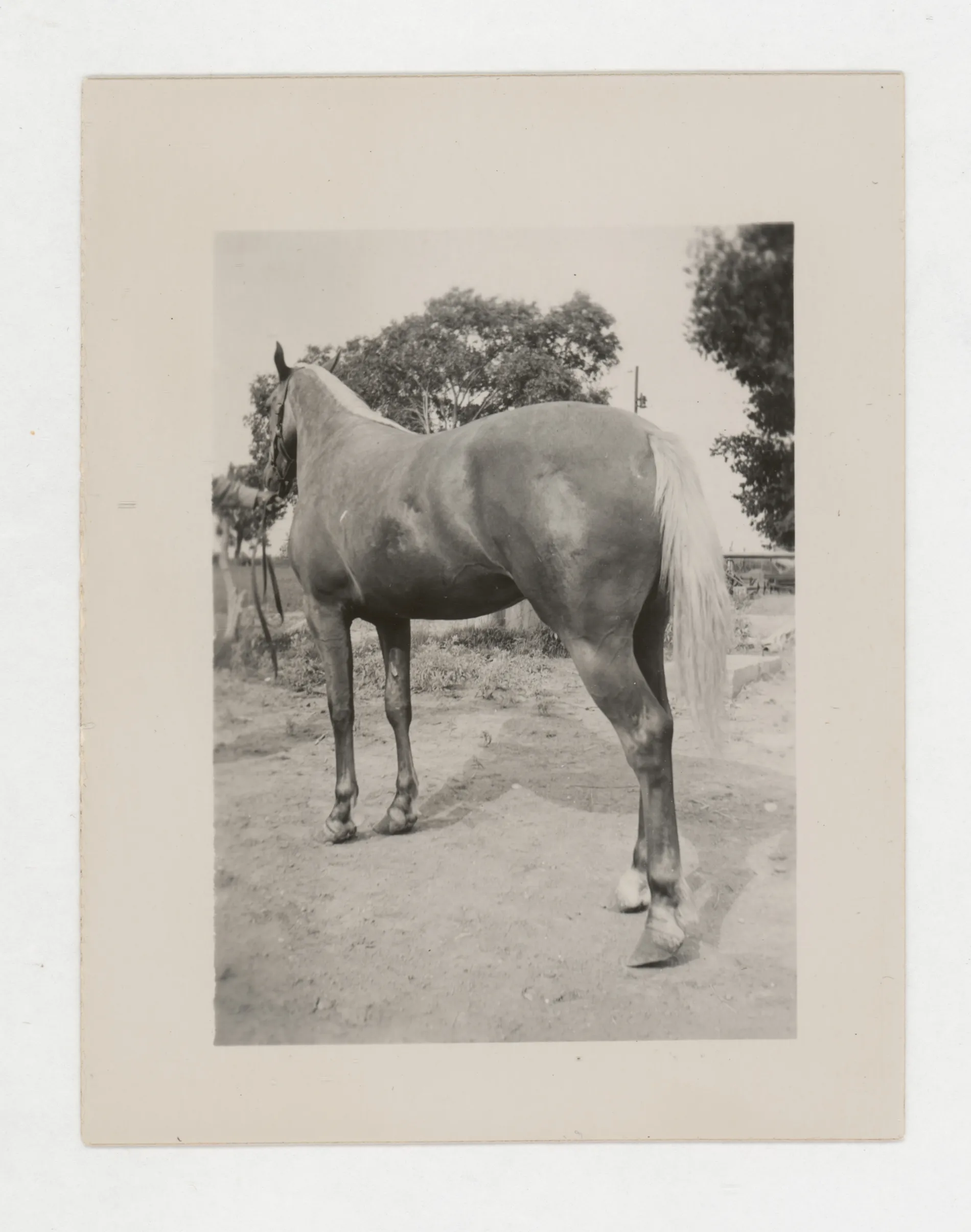 This photograph depicts Sam McKinstry's palomina horse.