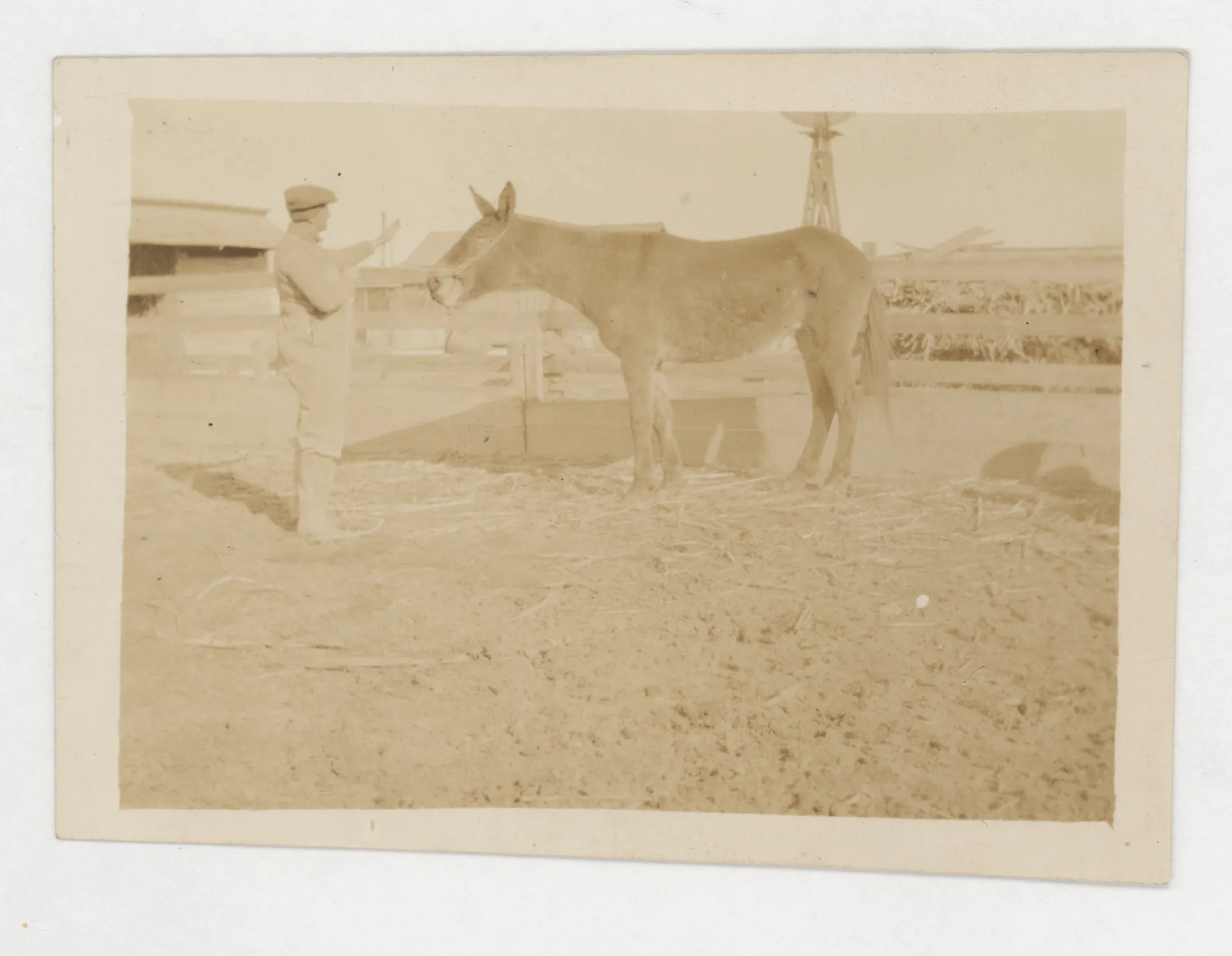 This photograph depicts an unidentified male and a mule in a pen.