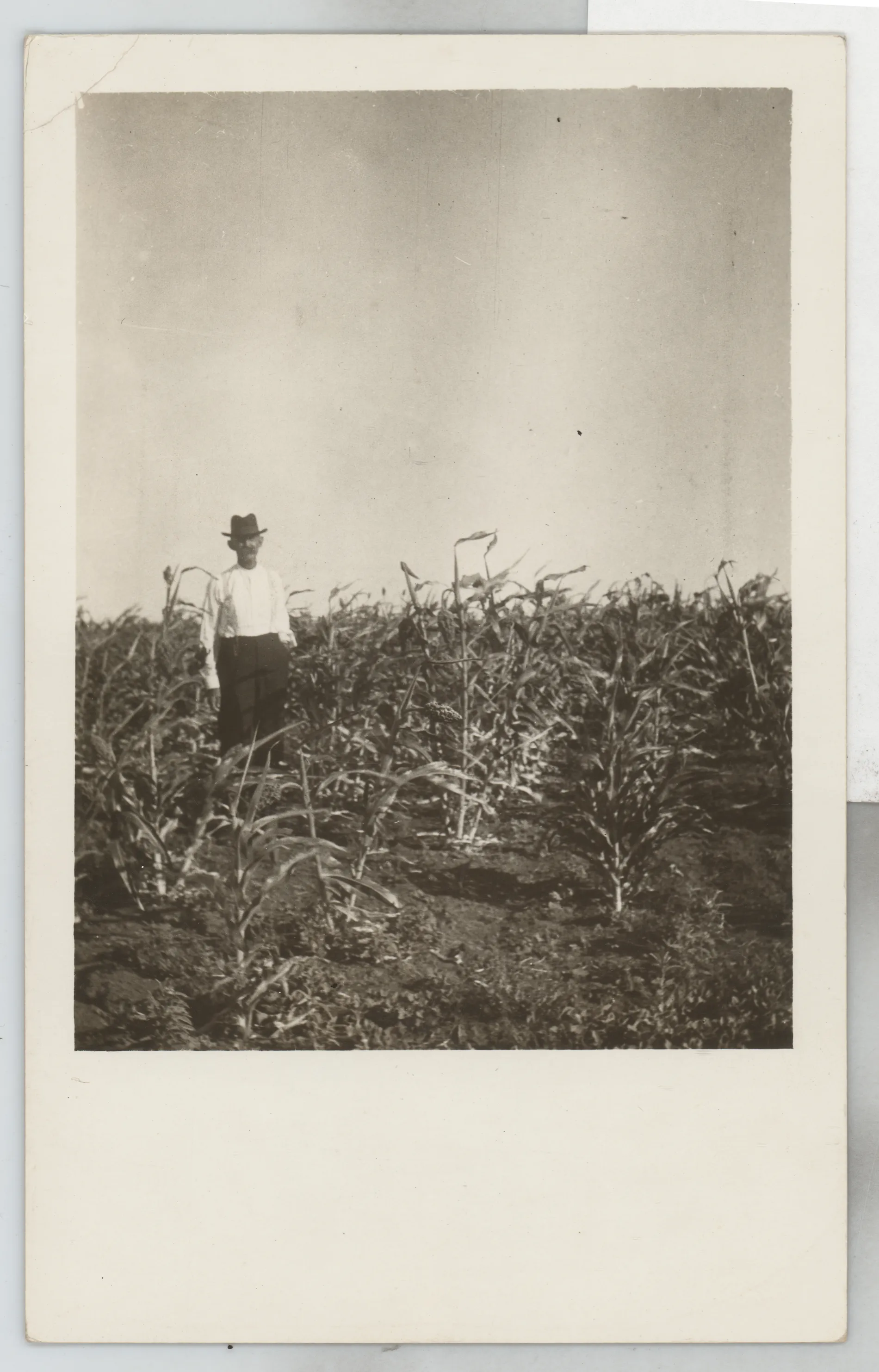 This photograph depicts Austin Swann standing in the middle of a sorghum field. He appears to be 50 or 60 years old in this image, which would place it between 1910 and 1920 after the Swanns moved to New Mexico.