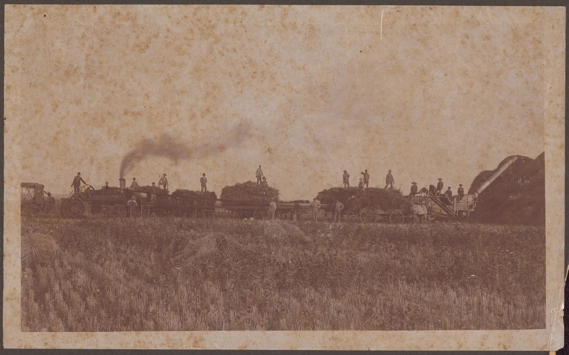 A threshing outfit at work in a stubble field. At left a steam traction engine under steam, its stack smoking, a man standing at the flywheel; a long belt runs to a separator at right, which is blowing straw onto a stack. Between them stand four or five bundle wagons loaded high with sheaves, each with a man or two on top pitching. Roughly twenty men are visible on the loads, on the machinery and on the ground; a team stands hitched at right. Cut stubble and shocked grain fill the foreground. The print is mounted on a dark grey card with a wide margin; the mount is torn away at the right edge and chipped along the top.