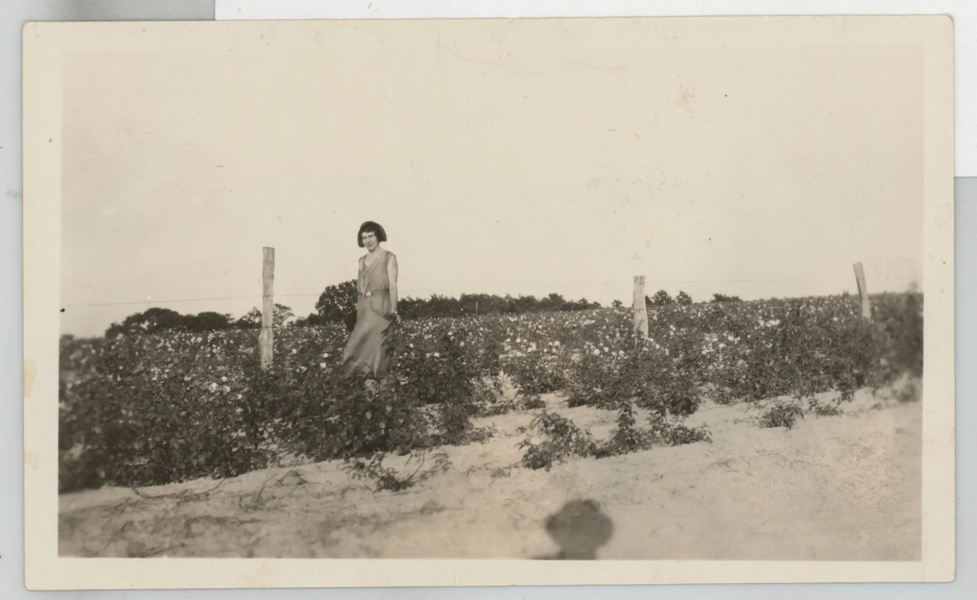 This photograph depicts Loveta Swann McKinstry standing in a rose field near Tyler, Texas. Her uncle Norphlet "Bud" Thomas took this photograph.